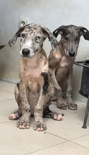 1-3 mois Femme Pure race Great Dane