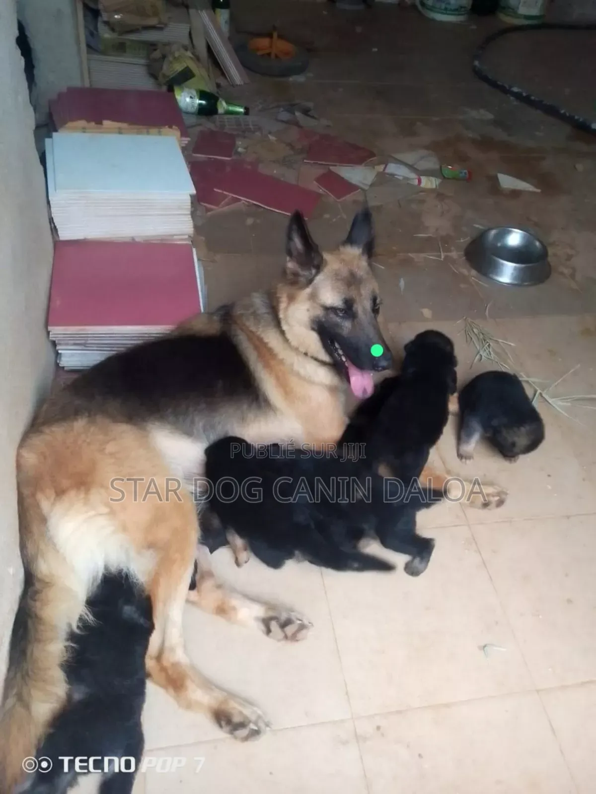 1-3 mois Homme Pure race Belgian Malinois