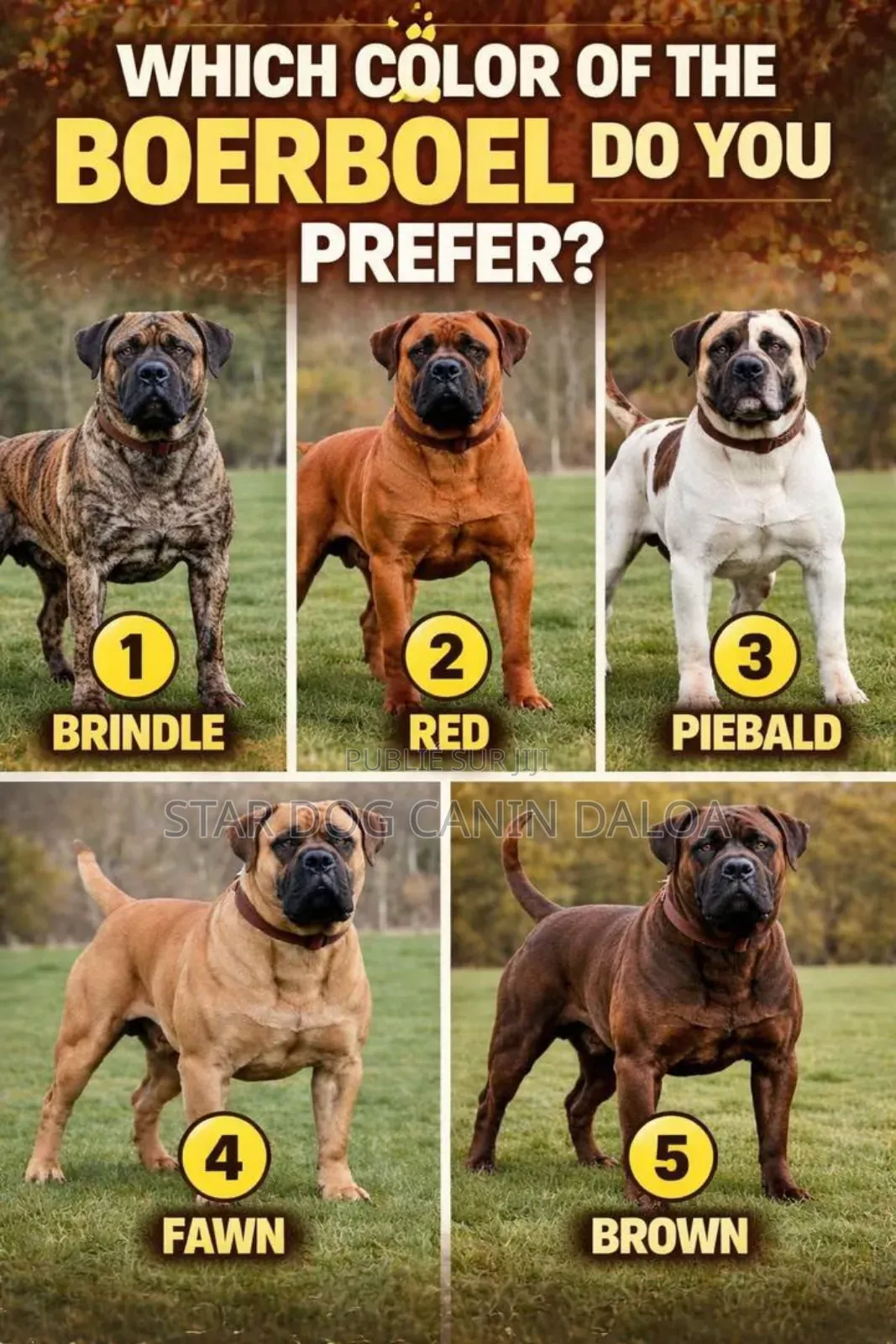 1-3 mois Homme Pure race Belgian Malinois