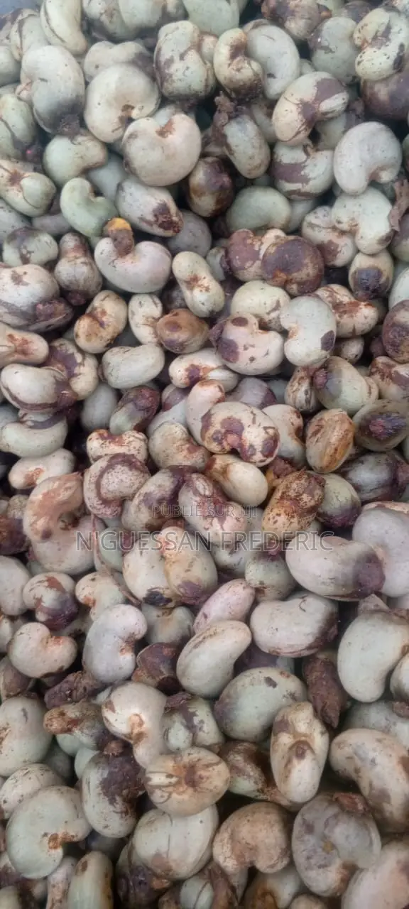 Nous Avons 5000 Tonnes De Noix De Cajou Brute Disponible En Stock