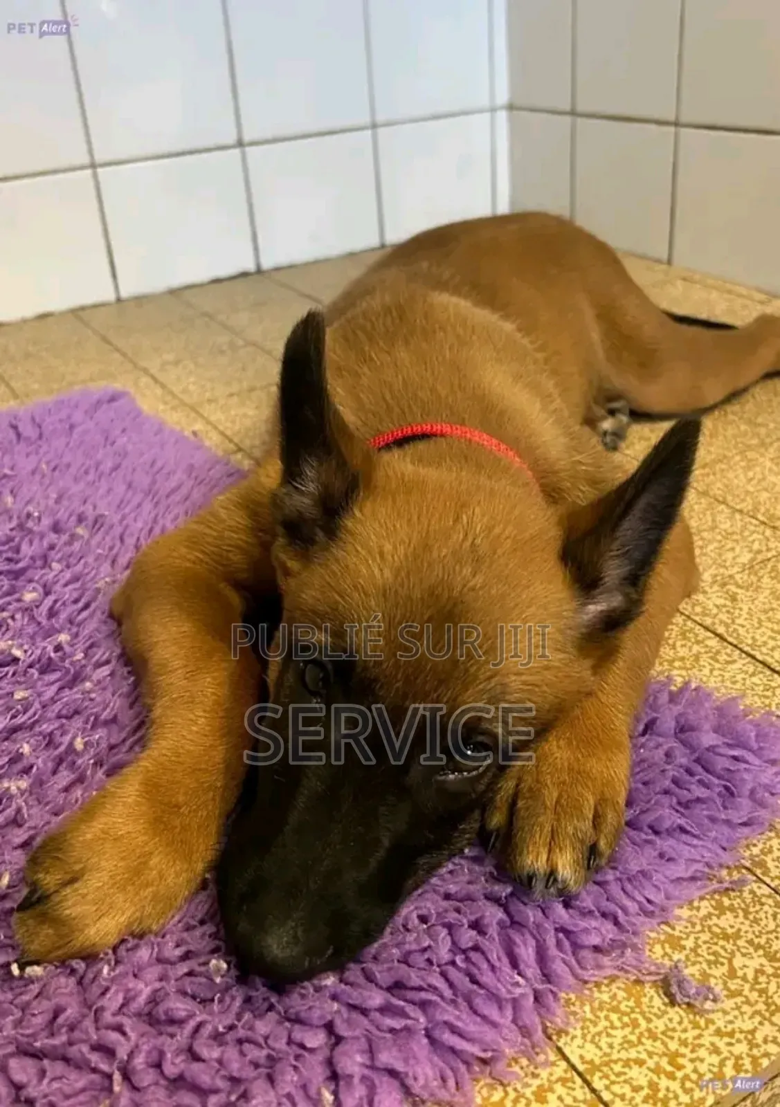 3-6 mois Homme Pure race Affenpinscher