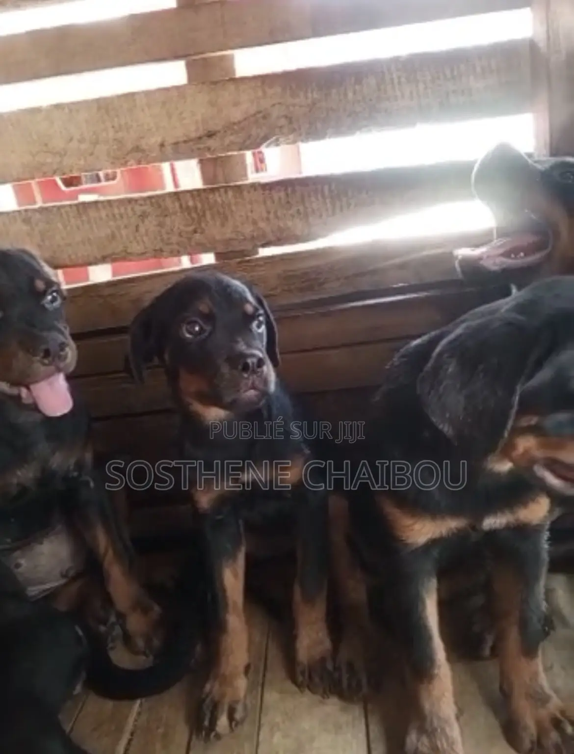 1-3 mois Homme Pure race Rottweiler