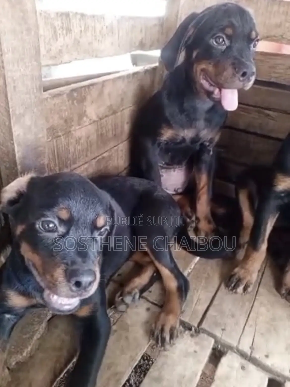 1-3 mois Homme Pure race Rottweiler