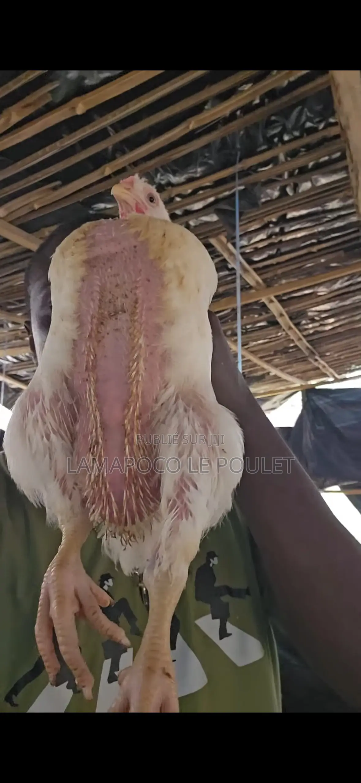 La Maison Du Poulet Conquérant
