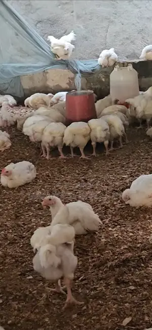 La Maison Du Poulet Conquérant