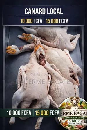 Canard Entier Frais Abattu Le Même Jour