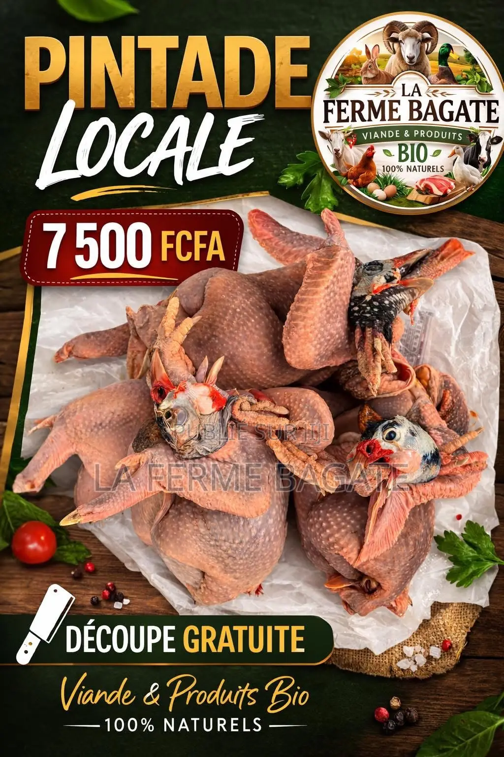Pintade Africaines