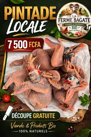 Pintade Africaines