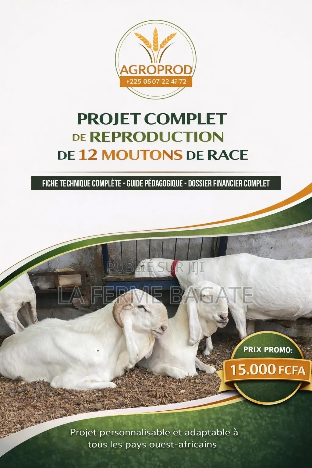 Projet Clé en Main De Reproduction De 12 Moutons De Race