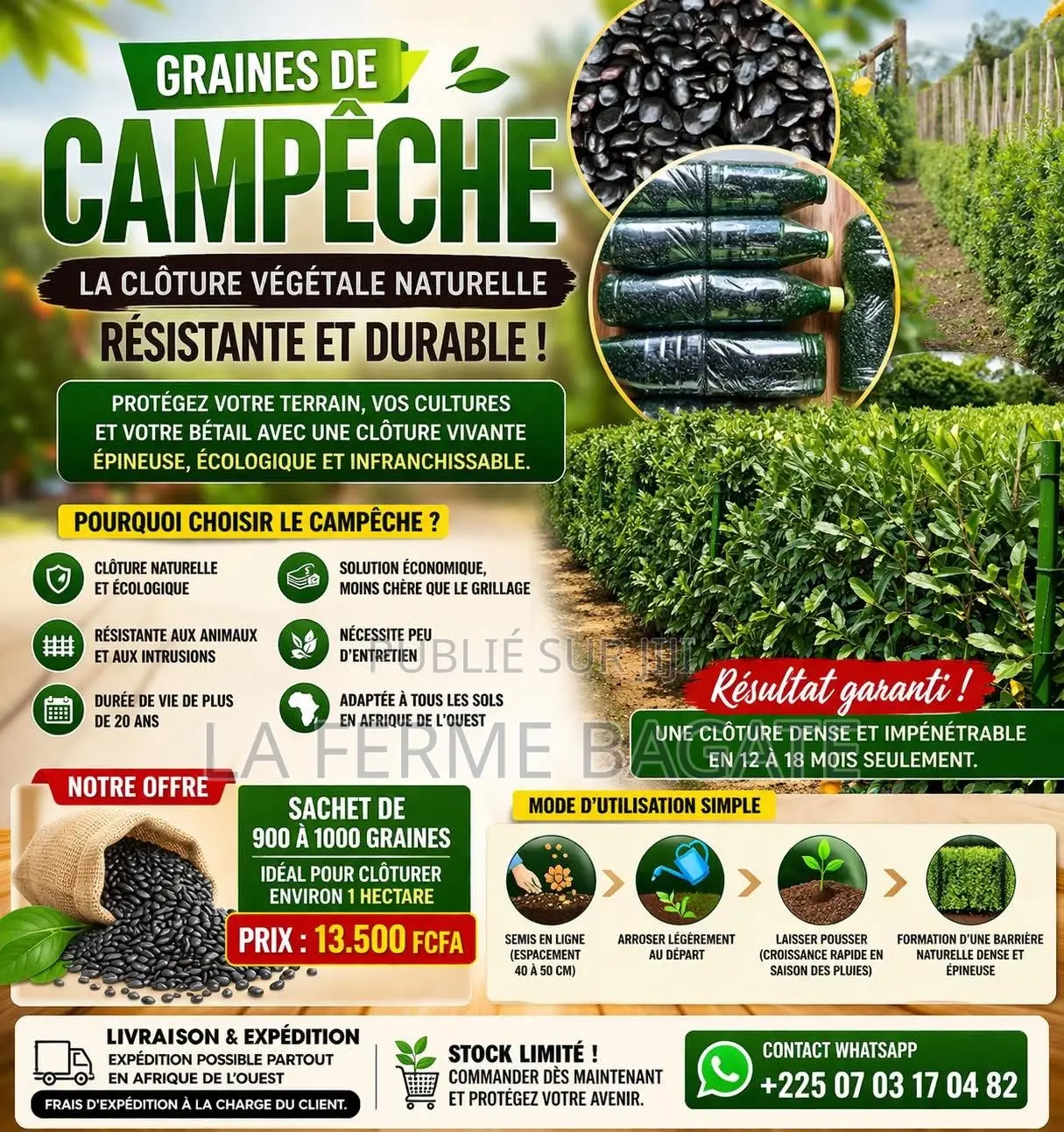 Graine De Campêche Clôture Végétale