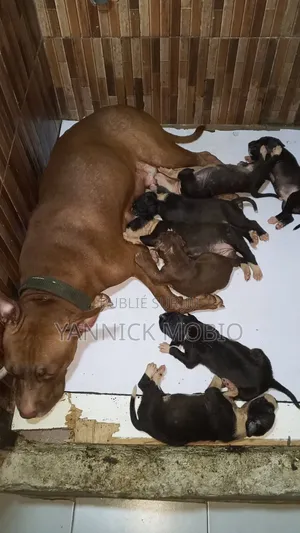 0-1 mois Homme Pure race American Pit Bull Terrier