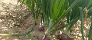 Engrais Bio