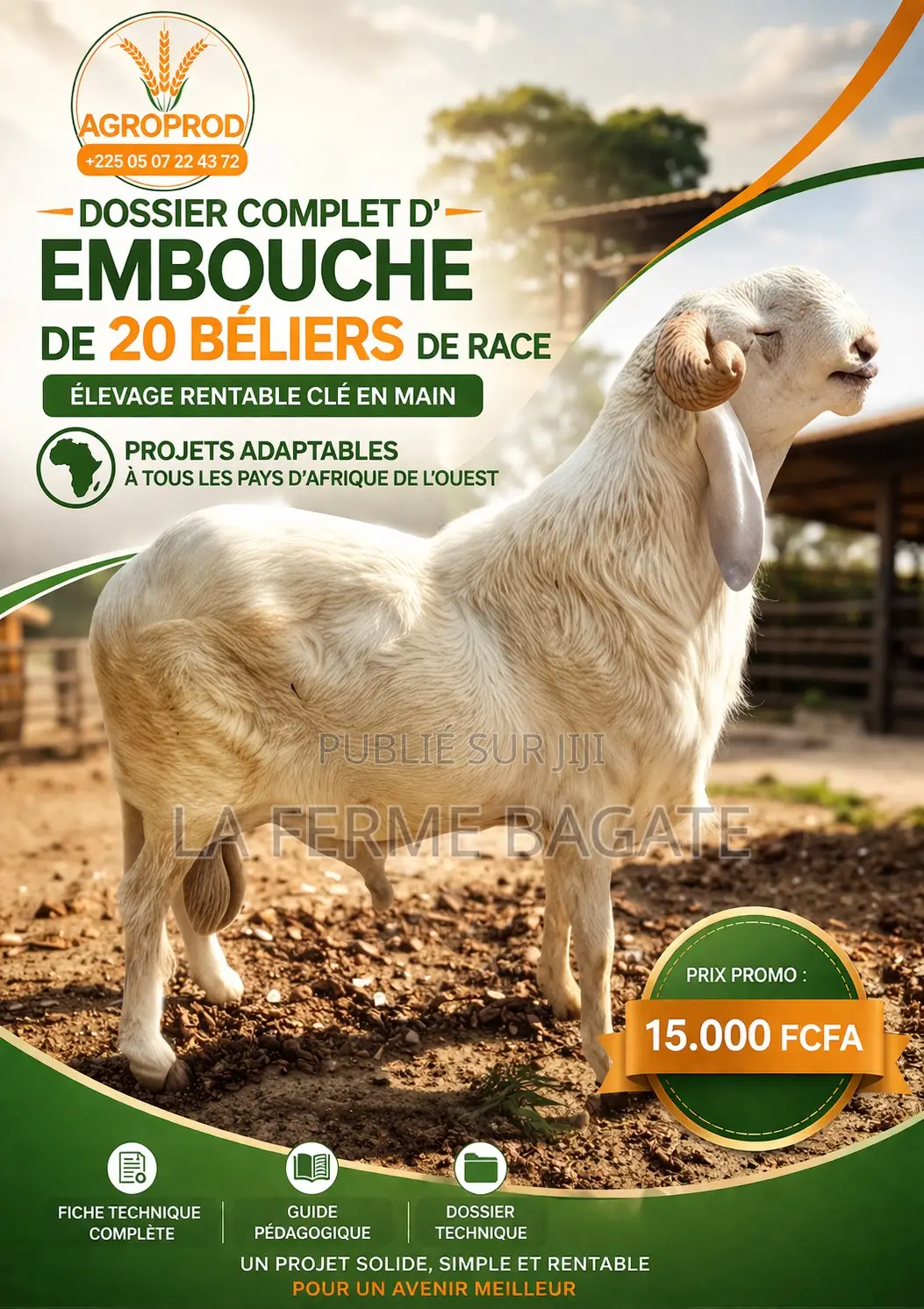 Projet Complet D’Embouche De 20 Beliers De Race