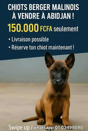 1-3 mois Homme Pure race Belgian Malinois