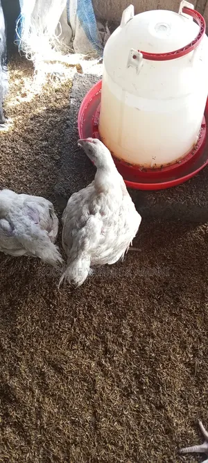 Vente De Poulet
