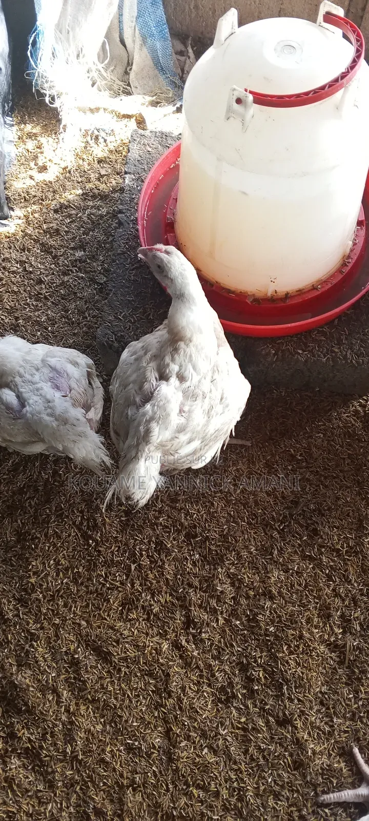 Vente De Poulet