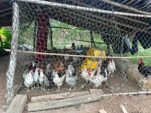 Ferme Agricole a Vendre