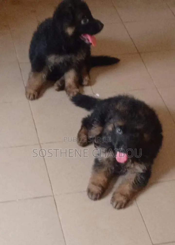 1-3 mois Homme Pure race German Shepherd
