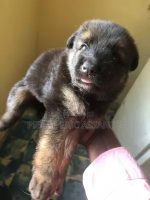 1-3 mois Homme Pure race Belgian Tervuren