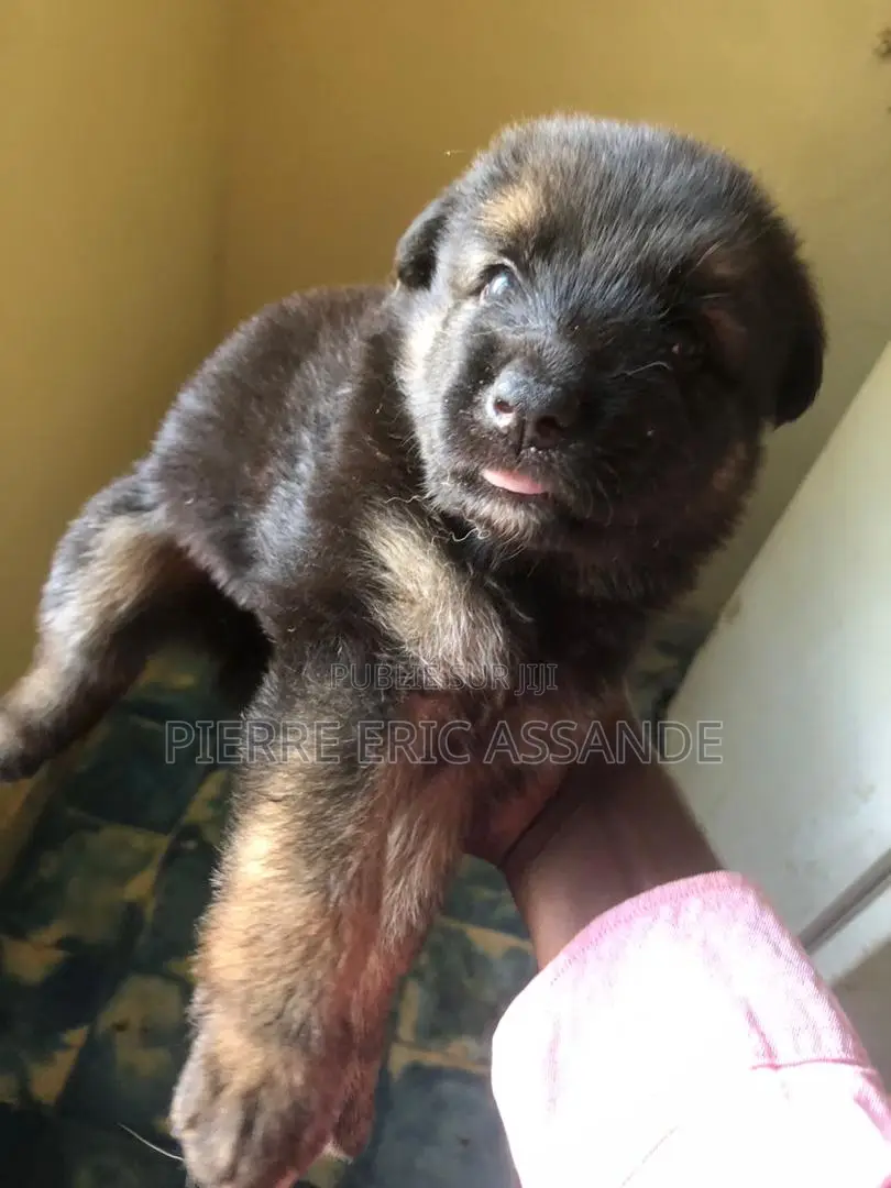 1-3 mois Homme Pure race Belgian Tervuren