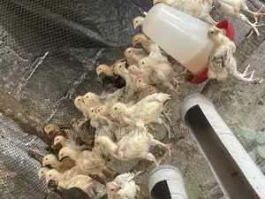 Poussin De 1 Mois Déjà Chauffé Et Vacciné ( Race Goliath )