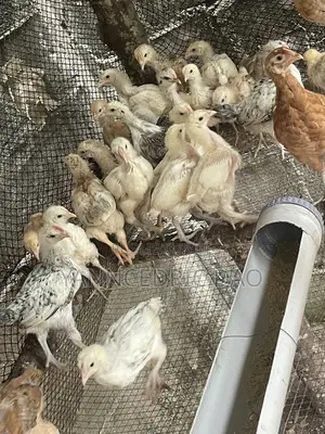 Poussin De 1 Mois Déjà Chauffé Et Vacciné ( Race Goliath )