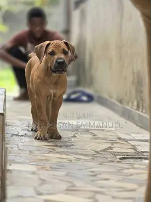 1-3 mois Homme Pure race Boerboel