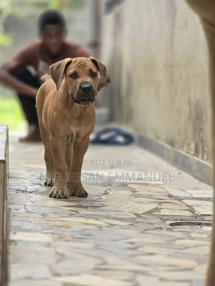 1-3 mois Homme Pure race Boerboel