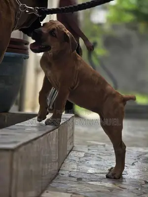 1-3 mois Homme Pure race Boerboel