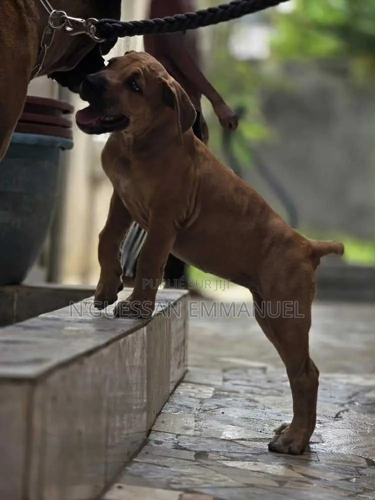 1-3 mois Homme Pure race Boerboel