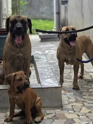 1-3 mois Homme Pure race Boerboel