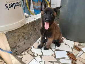 1-3 mois Homme Pure race Belgian Malinois