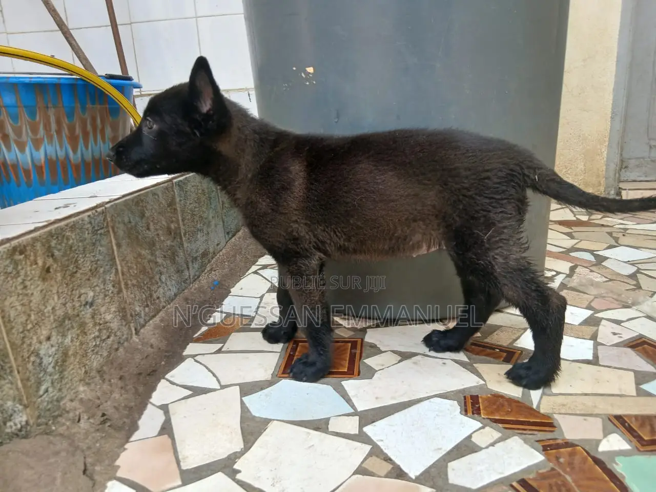 1-3 mois Homme Pure race Belgian Malinois