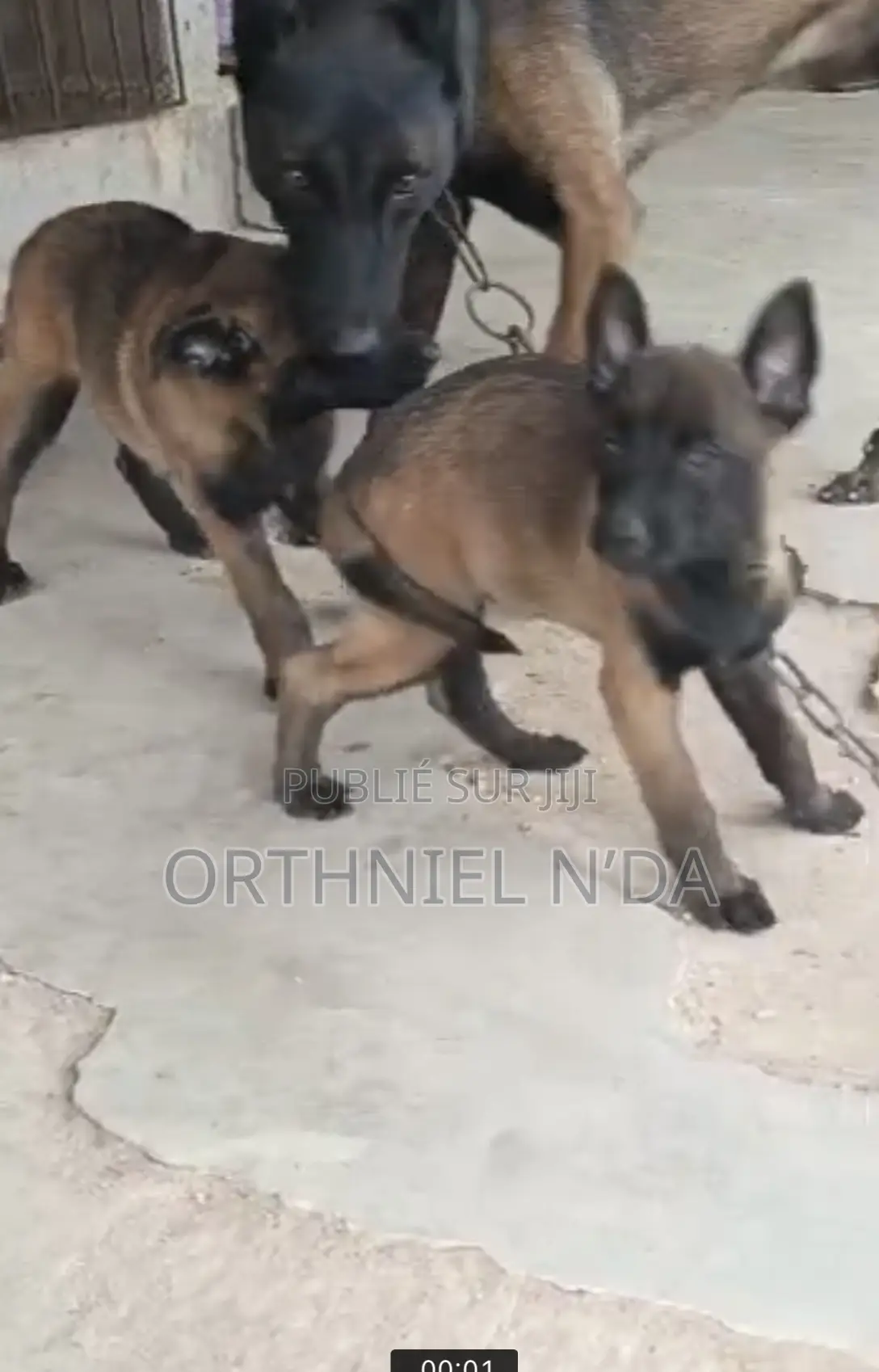 1-3 mois Homme Pure race Belgian Malinois
