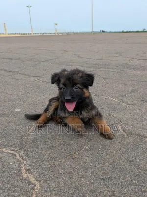 1-3 mois Homme Pure race Belgian Sheepdog