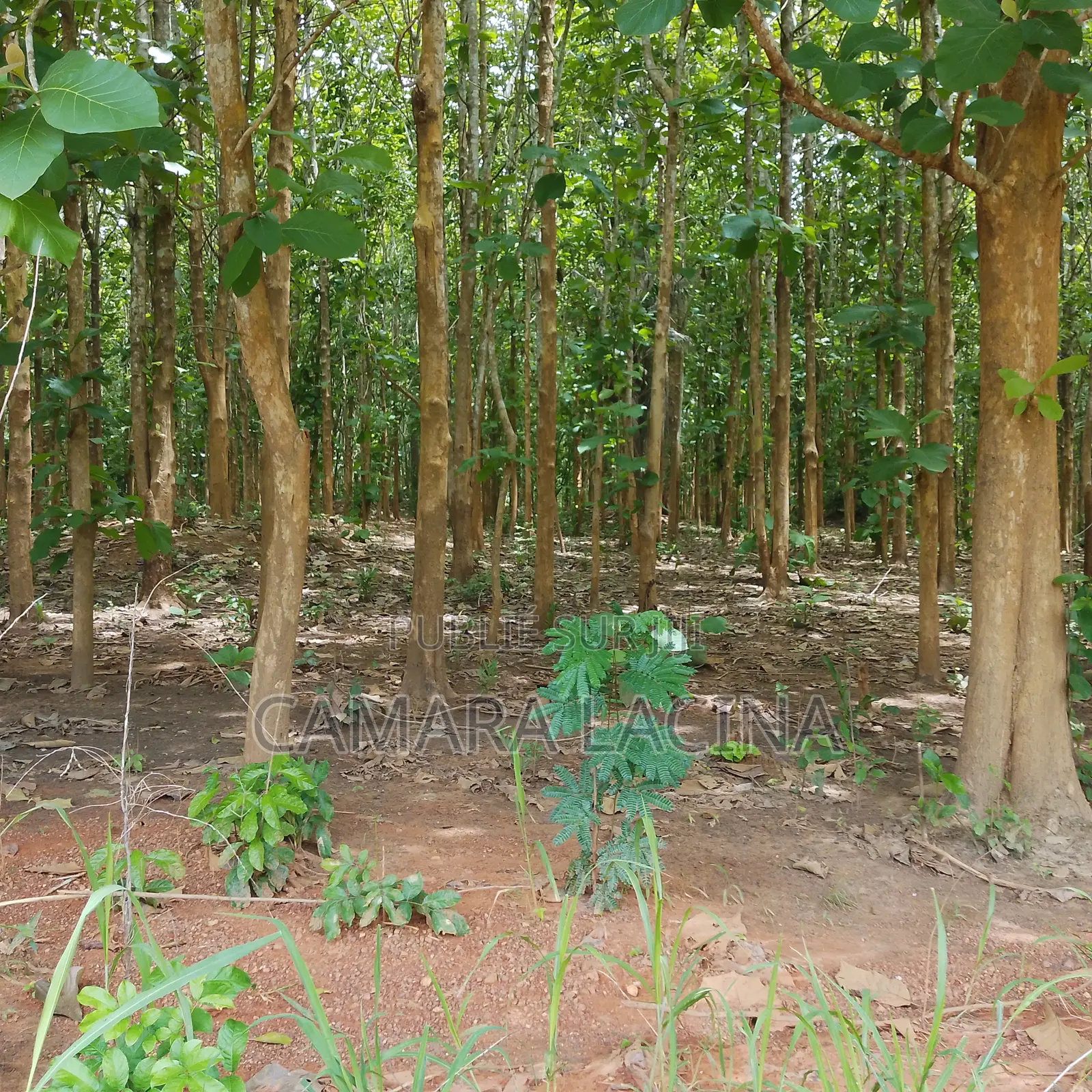 Vente De Terrain Tiassalé