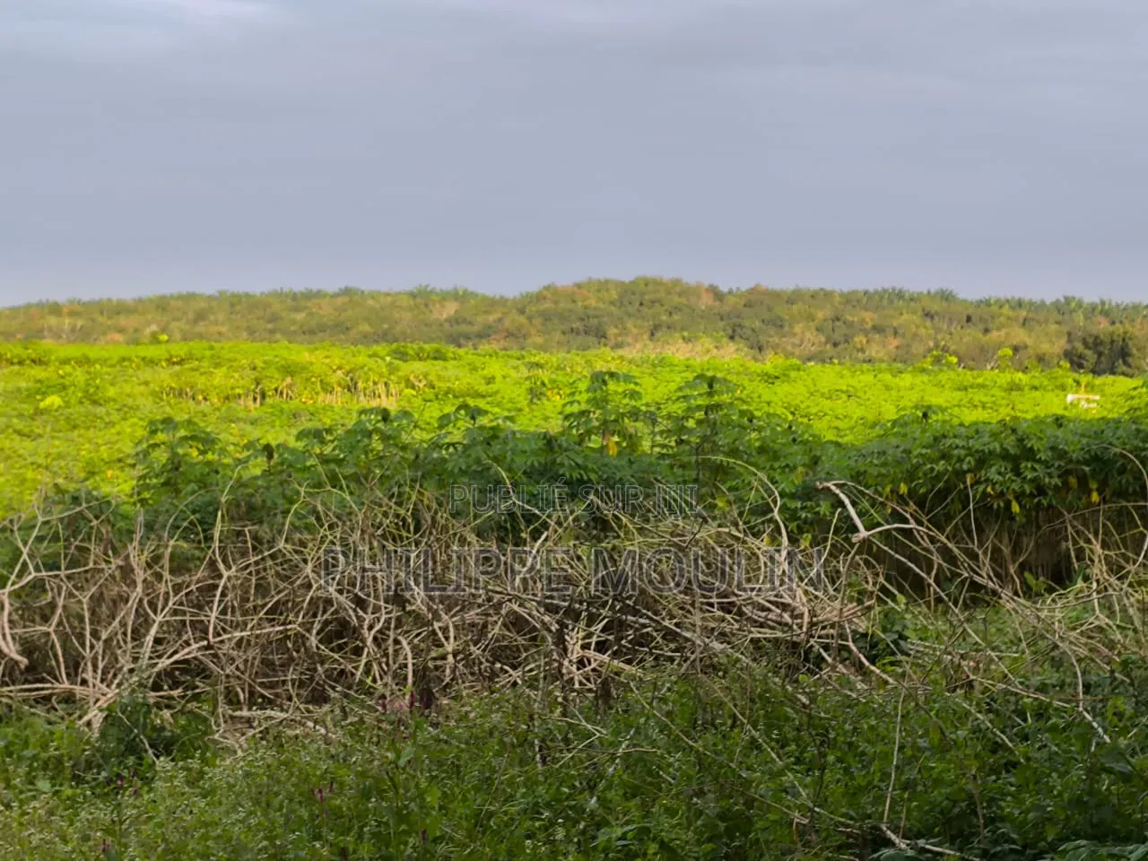 Terrain a Vendre a Yamoussoukro