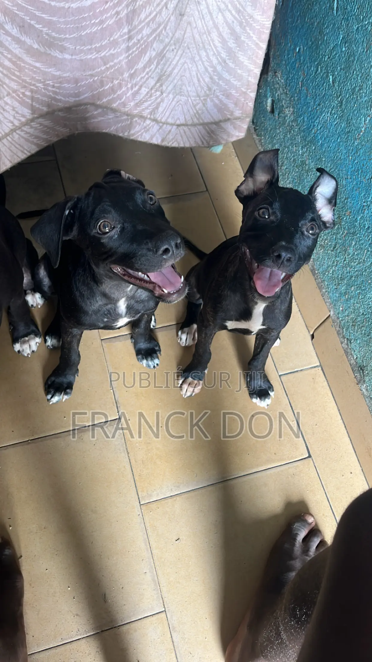 1-3 mois Femme Pure race American Pit Bull Terrier