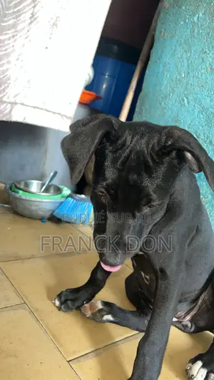 1-3 mois Femme Pure race American Pit Bull Terrier