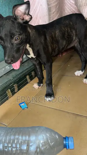 1-3 mois Femme Pure race American Pit Bull Terrier