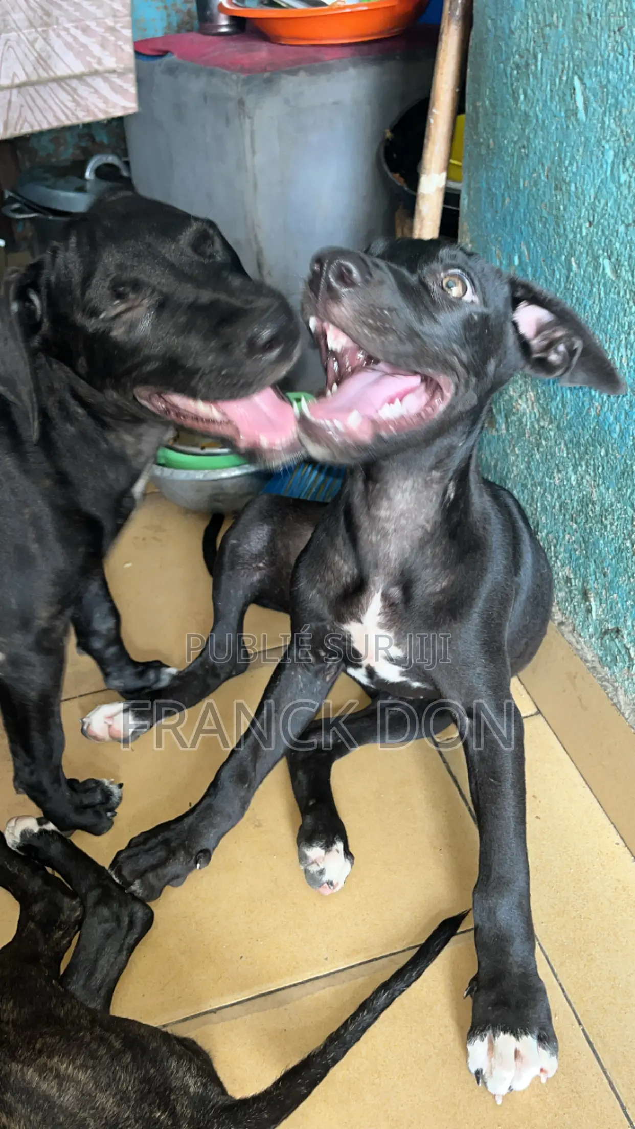 1-3 mois Femme Pure race American Pit Bull Terrier