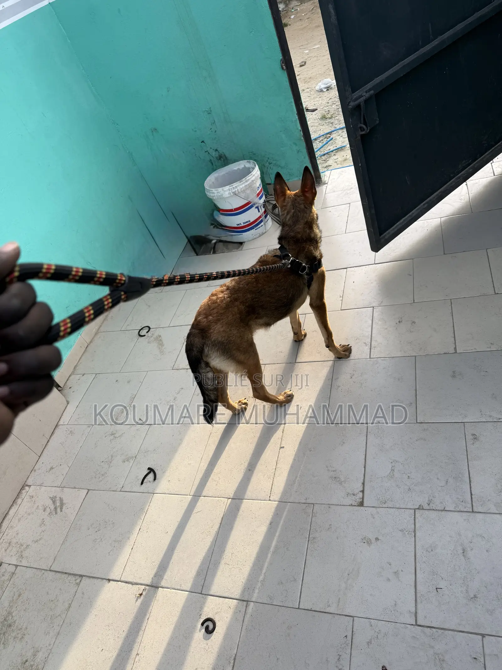 1-3 mois Femme Pure race Belgian Malinois