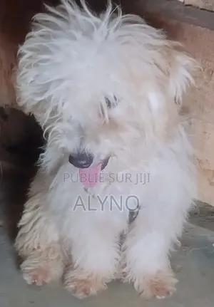 1-3 mois Homme Pure race Bichon Frise