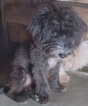 1-3 mois Homme Pure race Bichon Frise