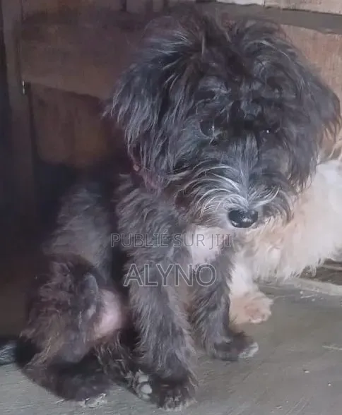 1-3 mois Homme Pure race Bichon Frise