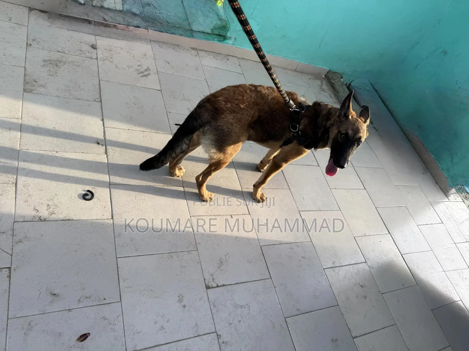 1-3 mois Femme Pure race Belgian Malinois
