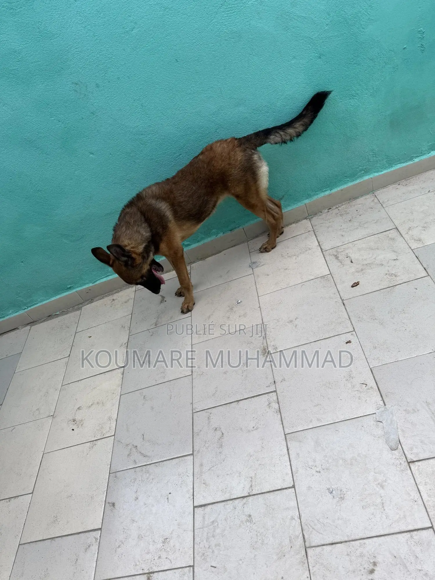 1-3 mois Femme Pure race Belgian Malinois