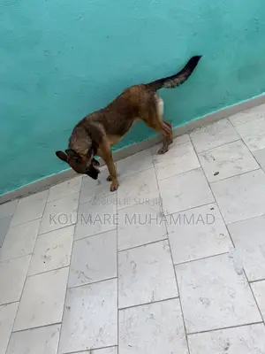 1-3 mois Femme Pure race Belgian Malinois