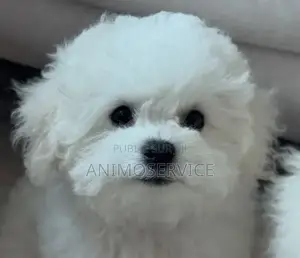 1-3 mois Femme Pure race Maltipoo