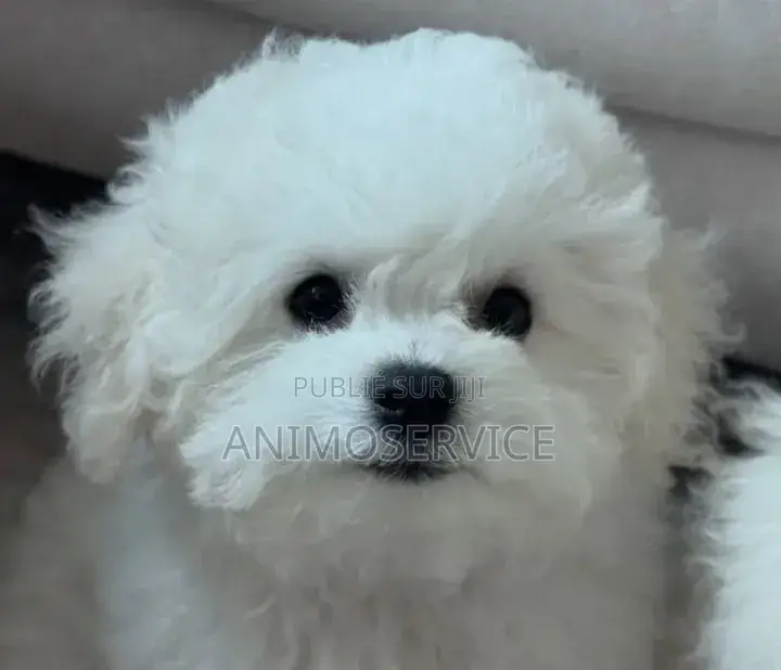 1-3 mois Femme Pure race Maltipoo